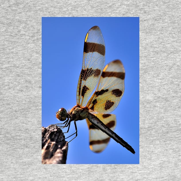 Golden Wing by michaelasamples